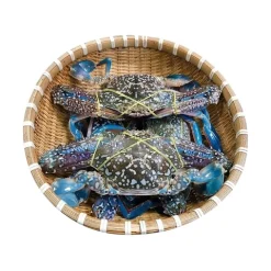 活きワタリガニ